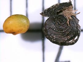   Fruit, seed:   Medicago lupulina , fruit with perianth still attached and seed; Photo by R. Young, USDA APHIS PPQ, imageID.idtools.org
